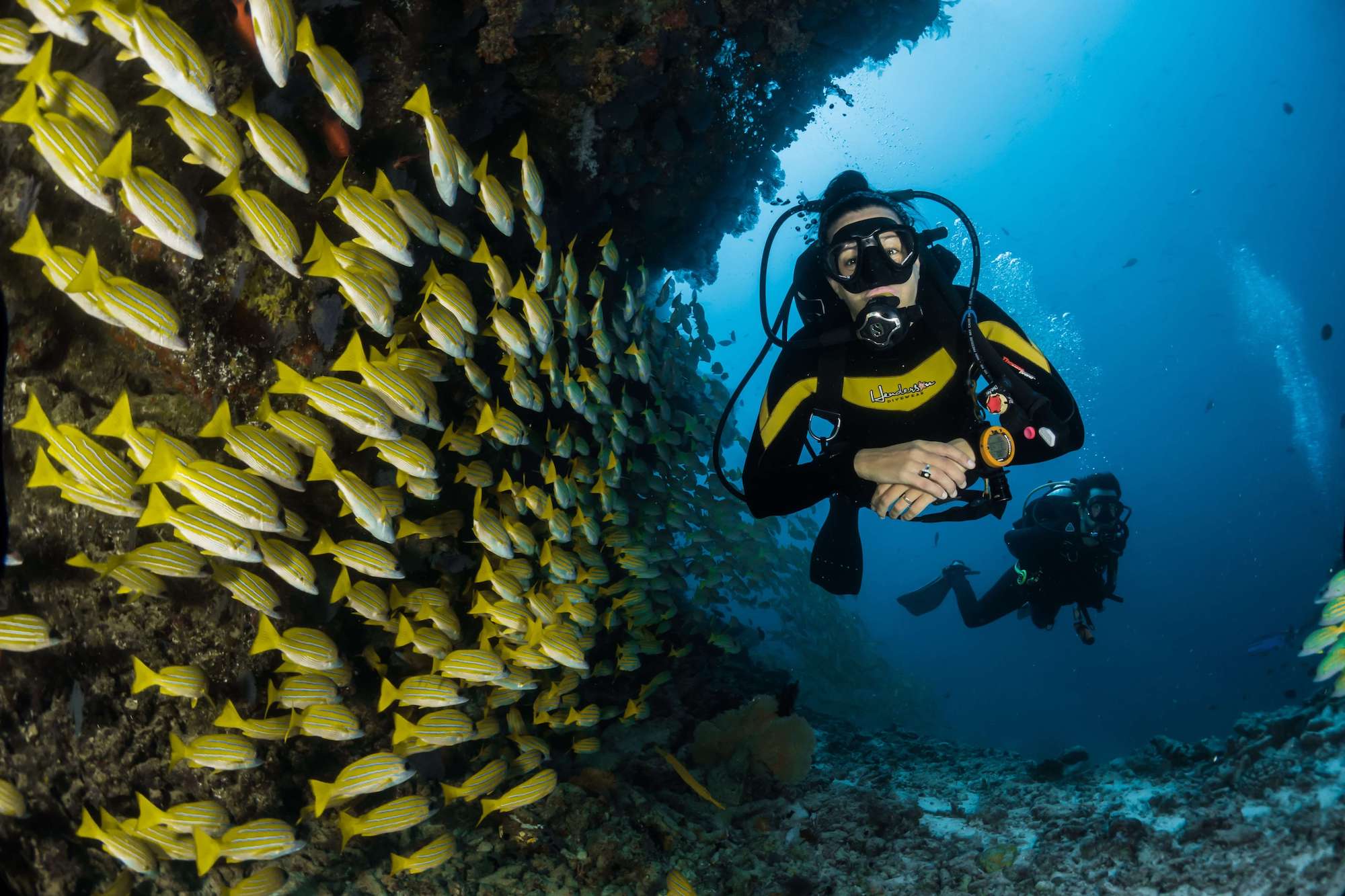 scuba diver and school of fish